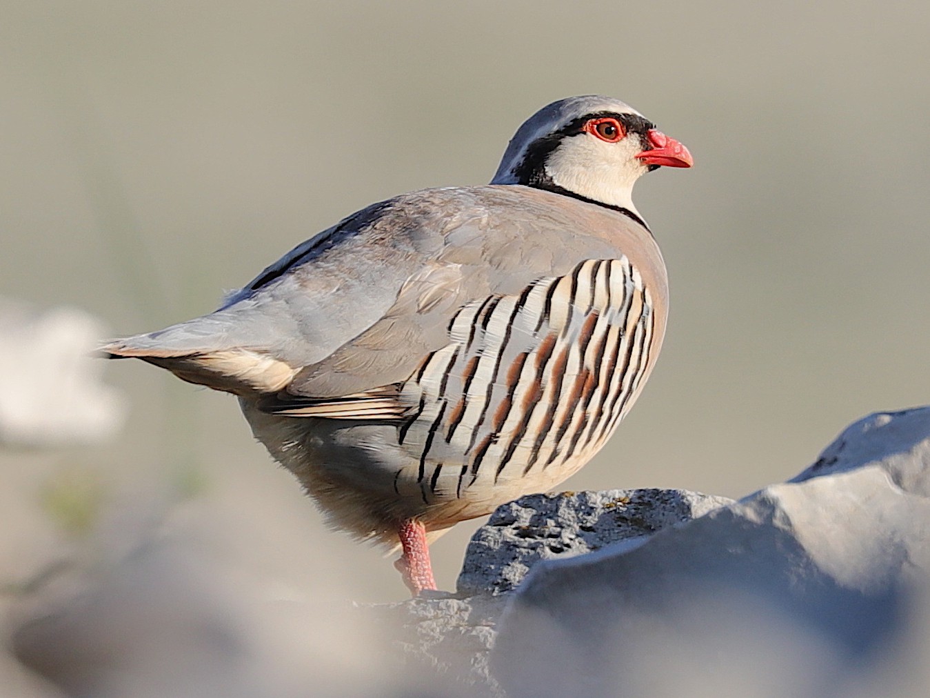 Rock Partridge - Jonathan Slifkin