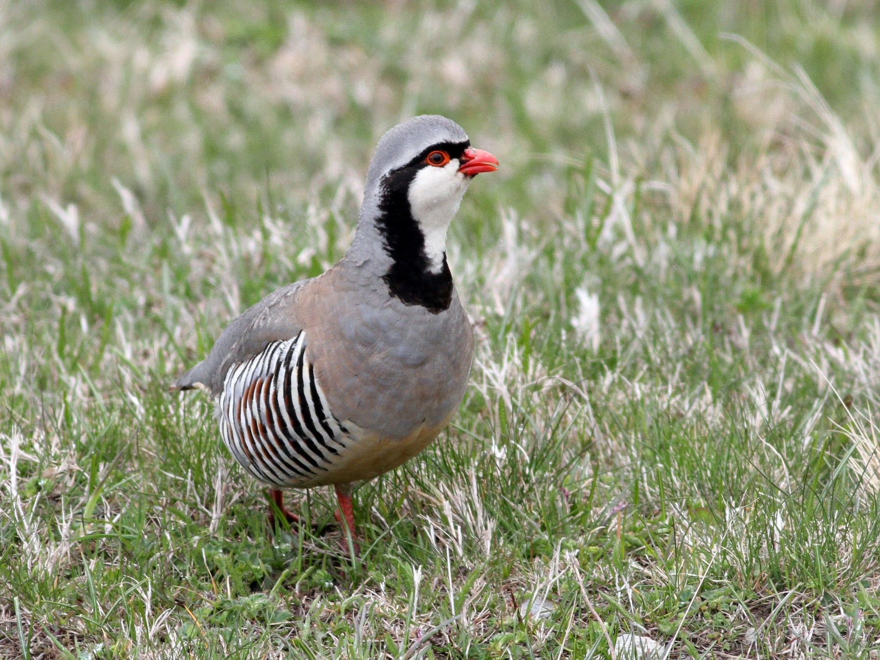 Rock Partridge - Dominique Mouchene