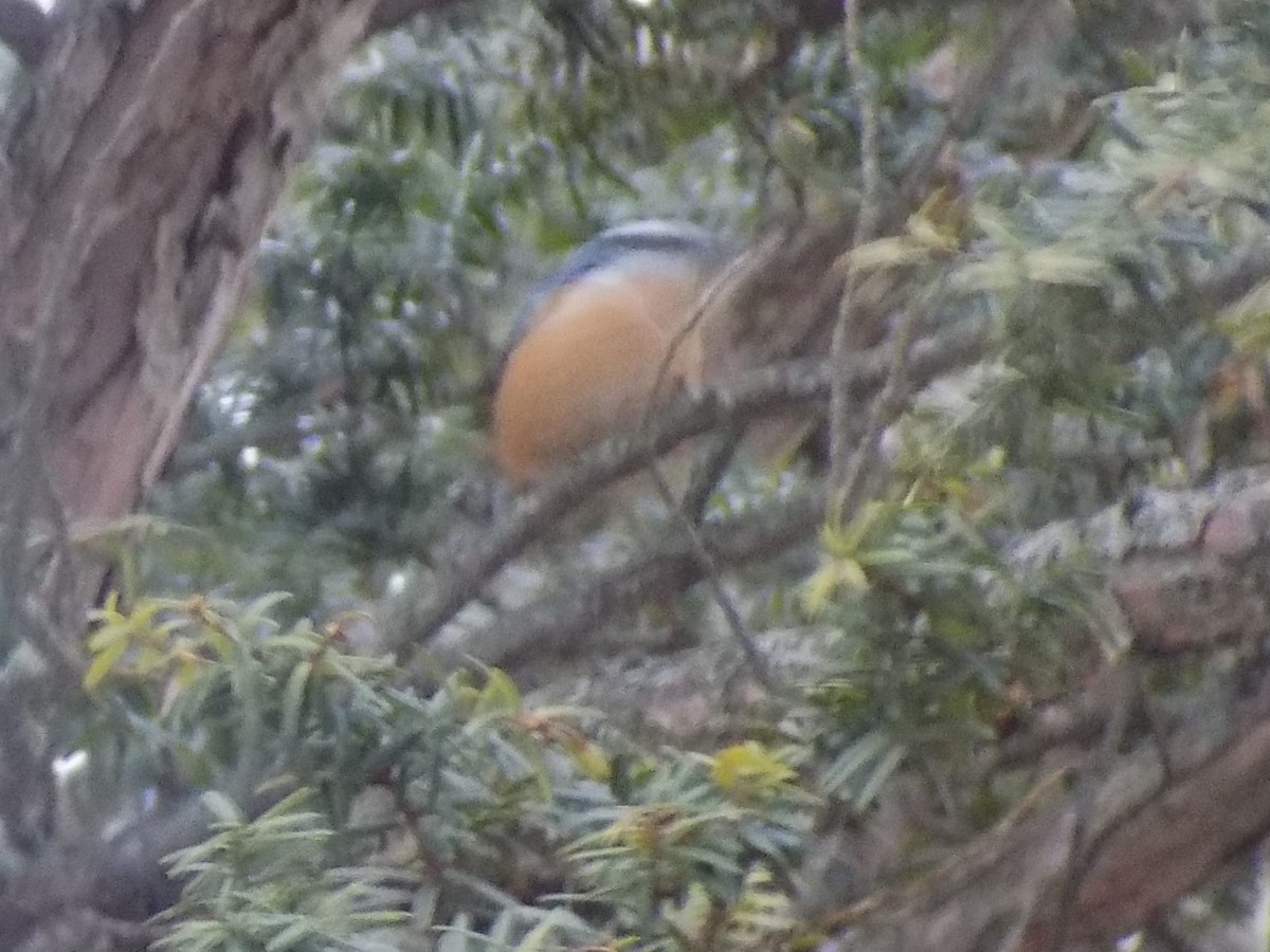 Red-breasted Nuthatch - ML24200121