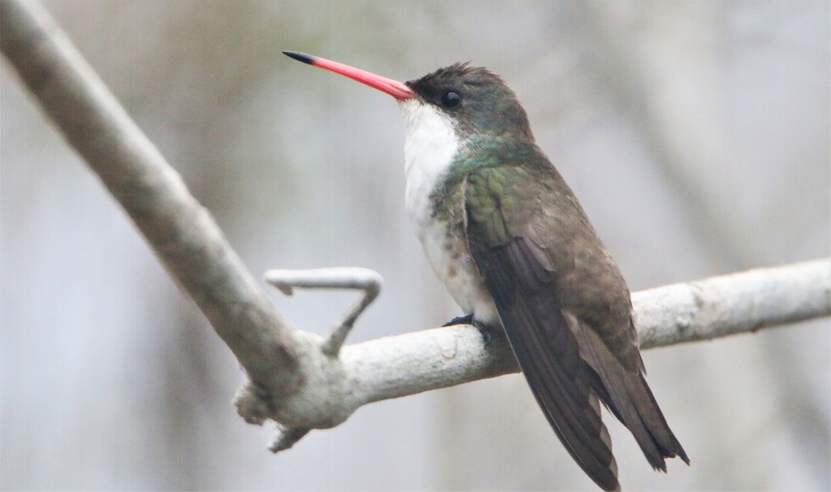 Green-fronted Hummingbird - Santiago Castro