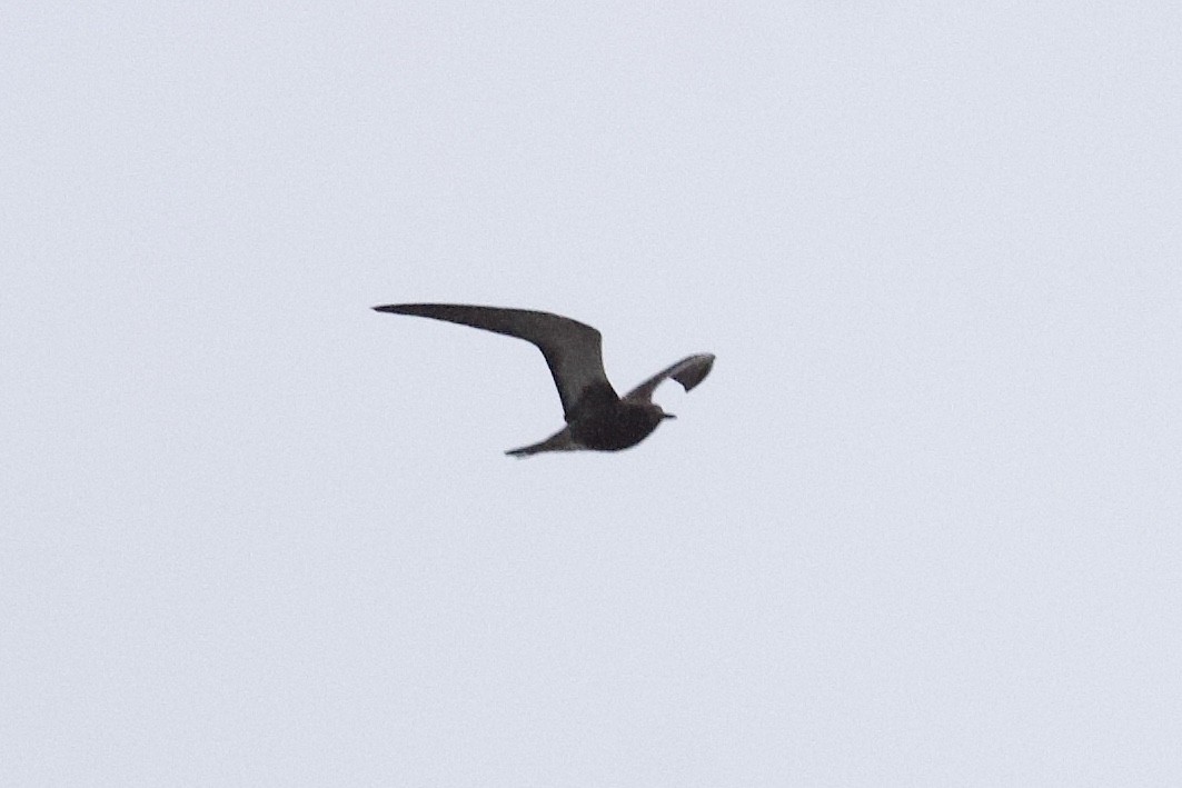 Sooty Tern - Andrew Bell