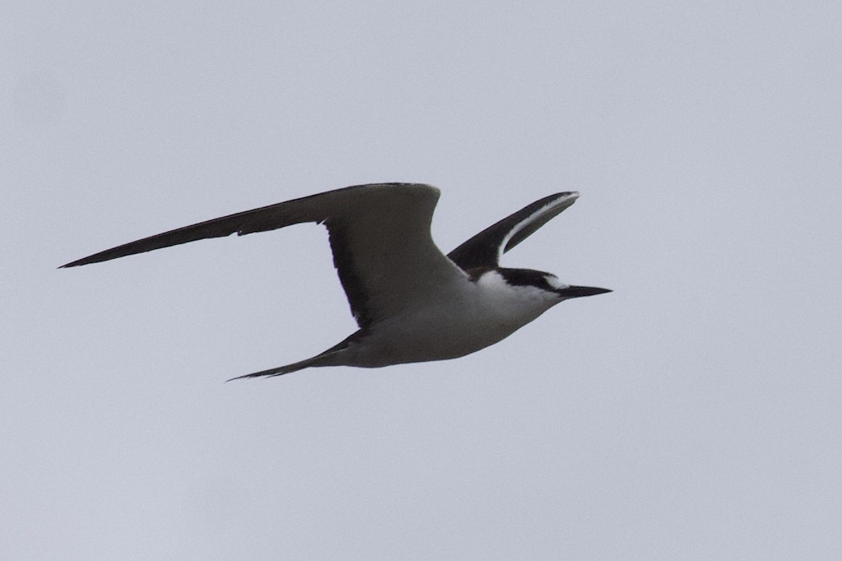 Sooty Tern - Andrew Bell