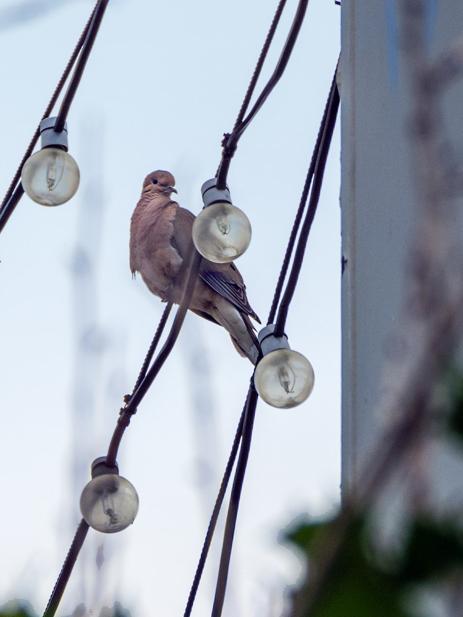 Mourning Dove - Danielle  A