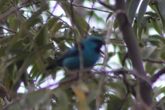 Swallow Tanager - ML242005831