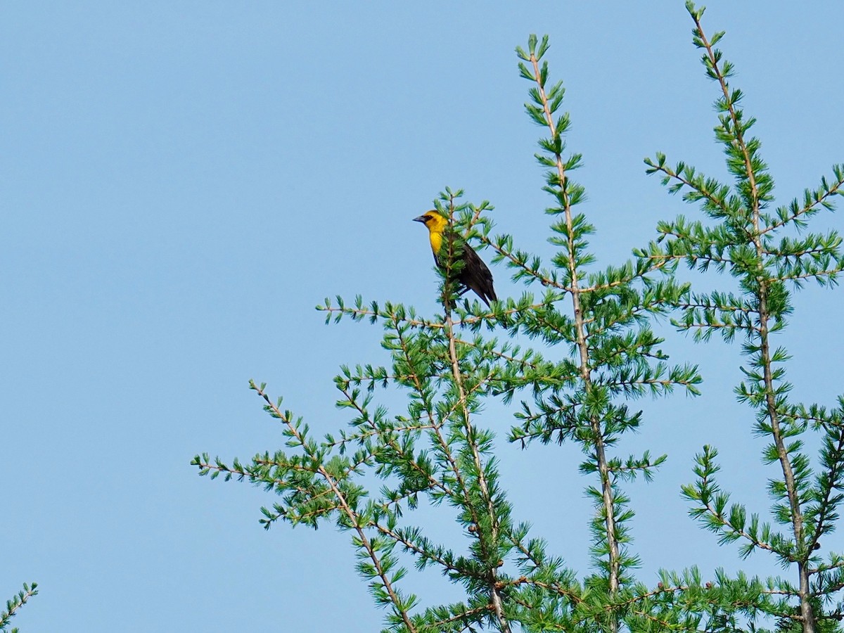 Yellow-headed Blackbird - ML242006831