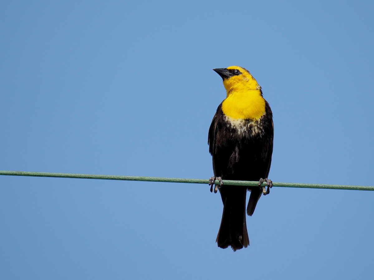 Yellow-headed Blackbird - Bruce Gates