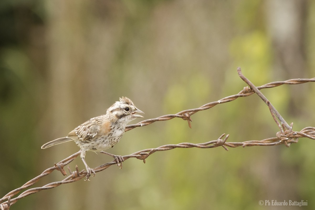 Rufous-collared Sparrow - ML24201321
