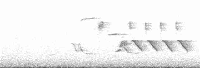 Длиннохвостый крапивник - ML242015631