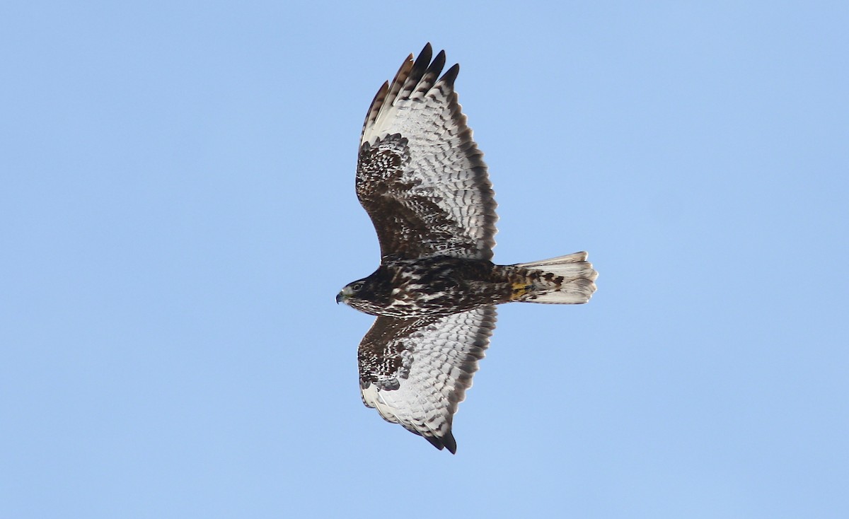 Red-tailed Hawk (Harlan's) - ML242019331