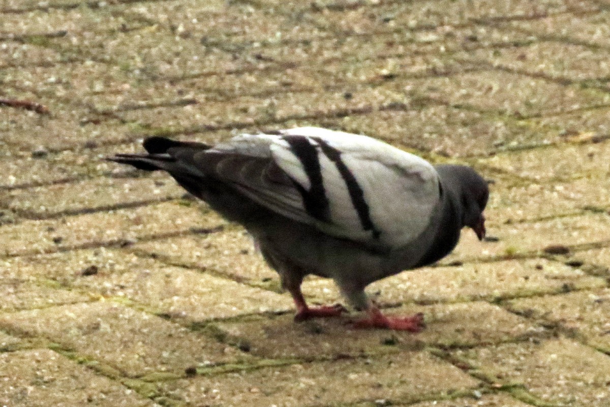 Сизый голубь (Одомашненного типа) - ML242019681
