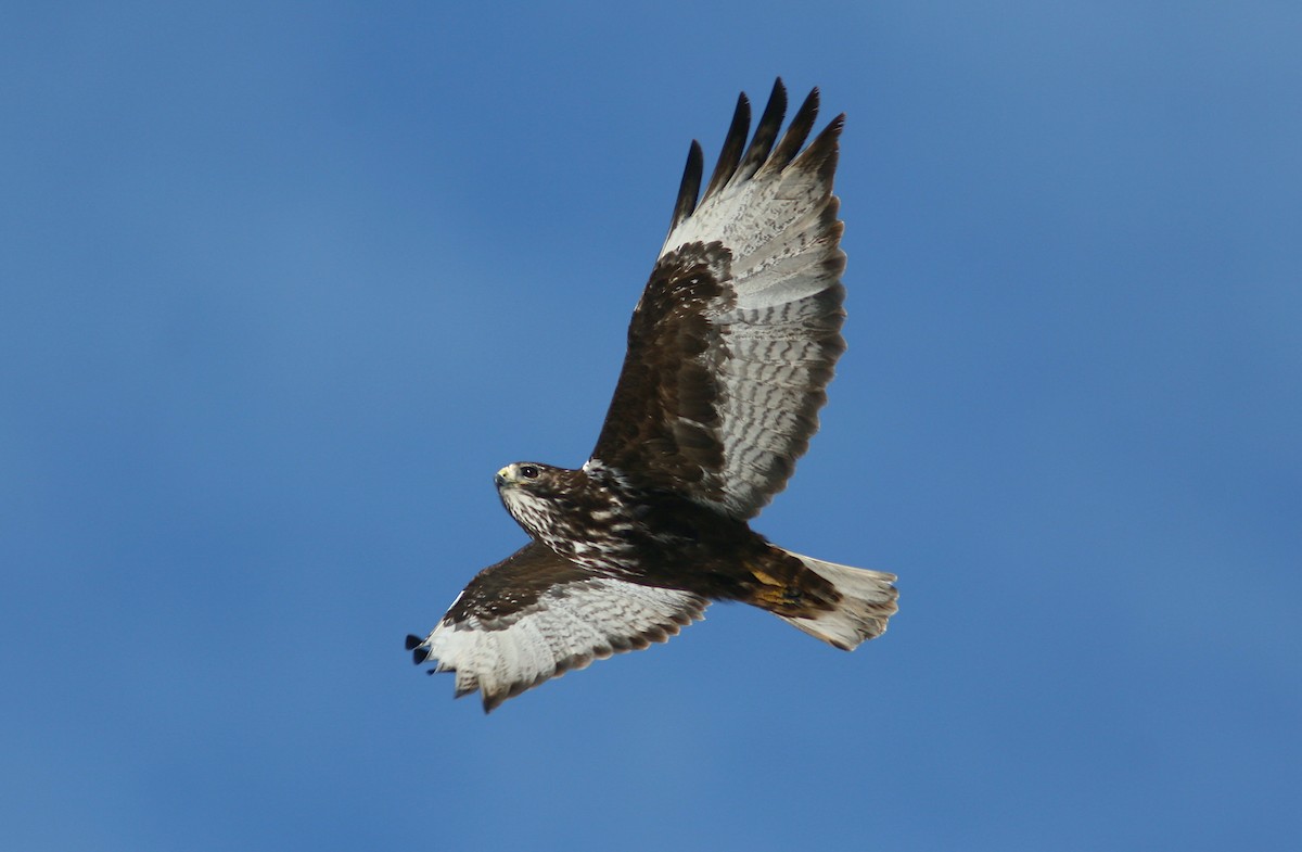 Red-tailed Hawk (Harlan's) - ML242020311