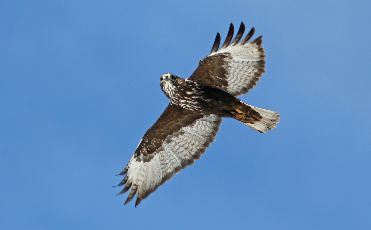 Red-tailed Hawk (Harlan's) - ML242020321