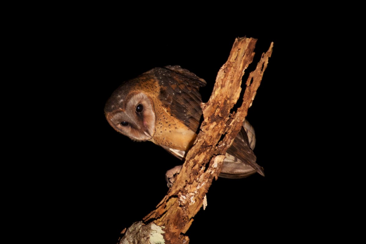 Sulawesi Masked-Owl - ML242021471