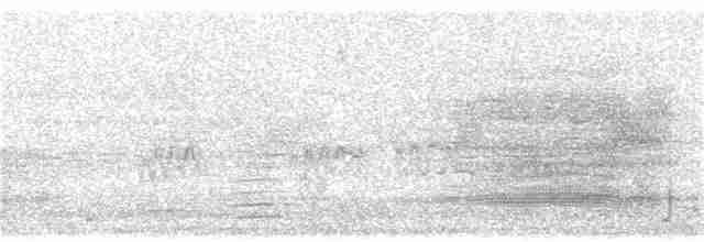 Troglodyte des marais - ML242024181