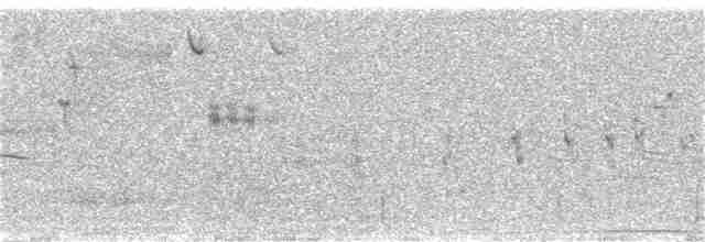 オジロヒメドリ - ML242024761