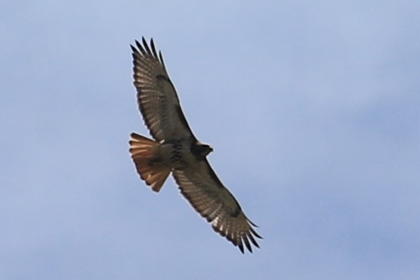 Red-tailed Hawk - ML242025081
