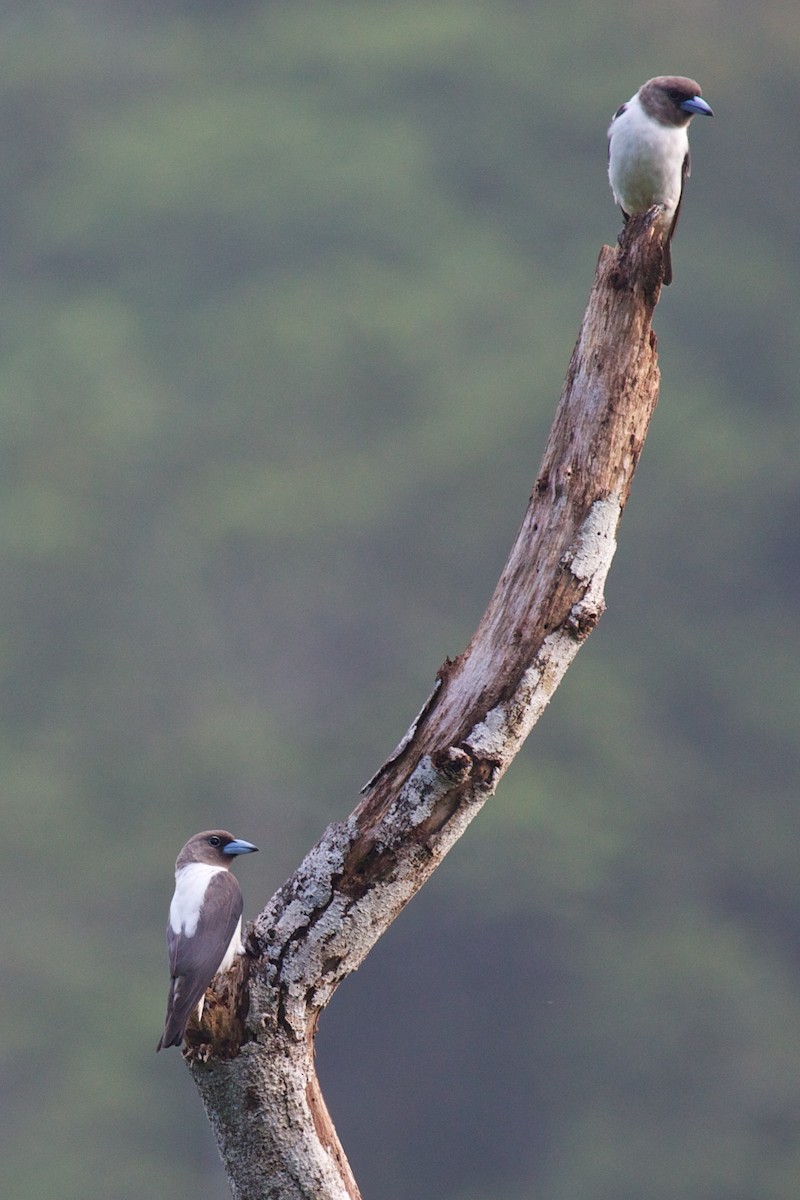 Ivory-backed Woodswallow - ML242029411