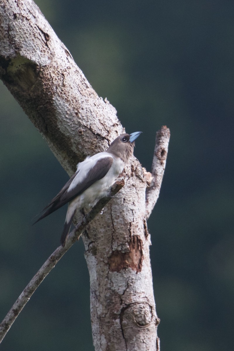 Ivory-backed Woodswallow - ML242029501