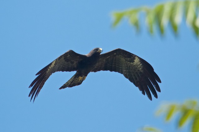 Black Eagle (Ictinaetus malaiensis) · iNaturalist Canada