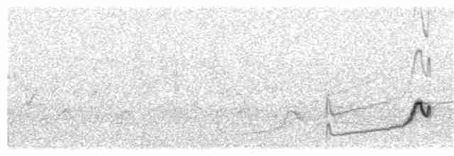 Snowy Plover - ML242030871