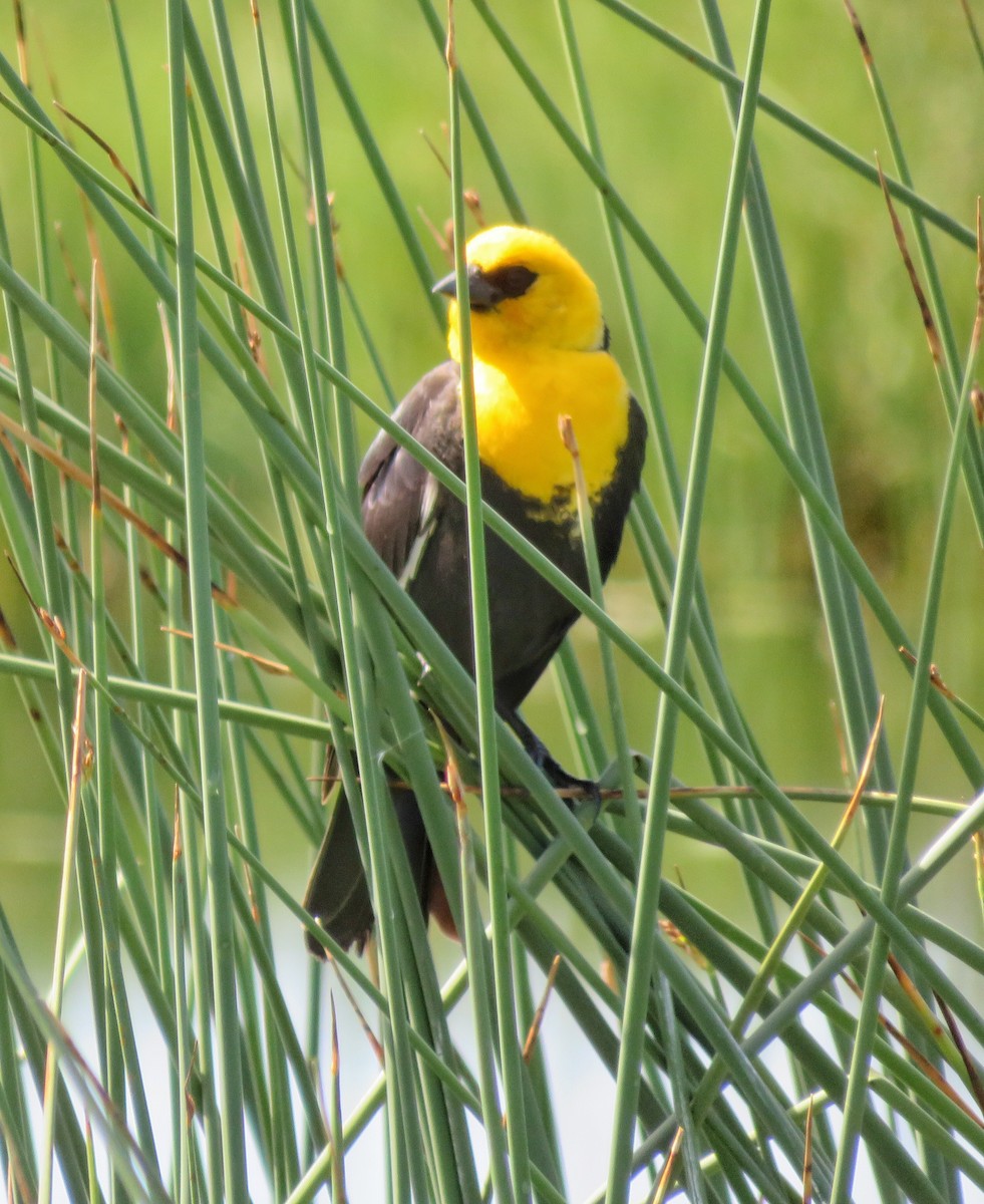 Yellow-headed Blackbird - ML242031171