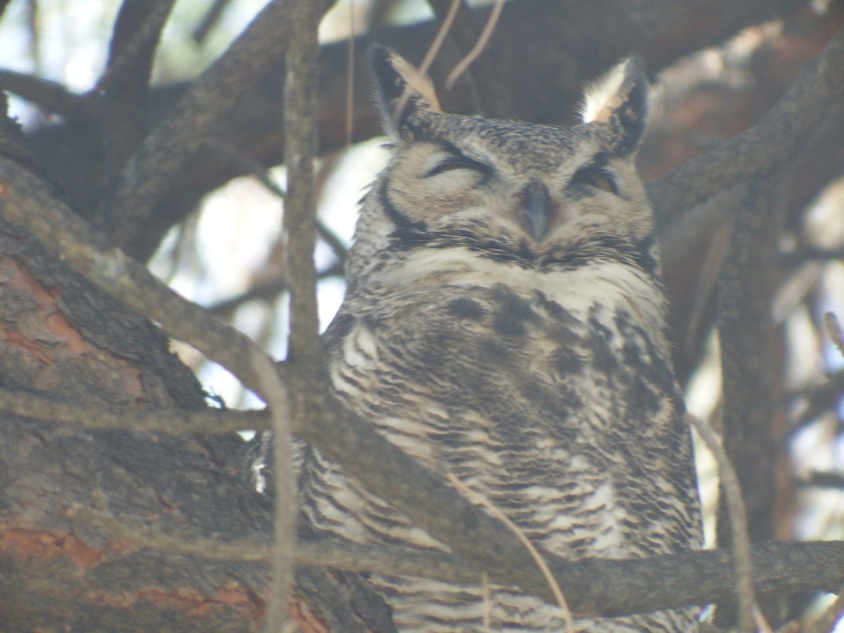 Great Horned Owl - ML242032391