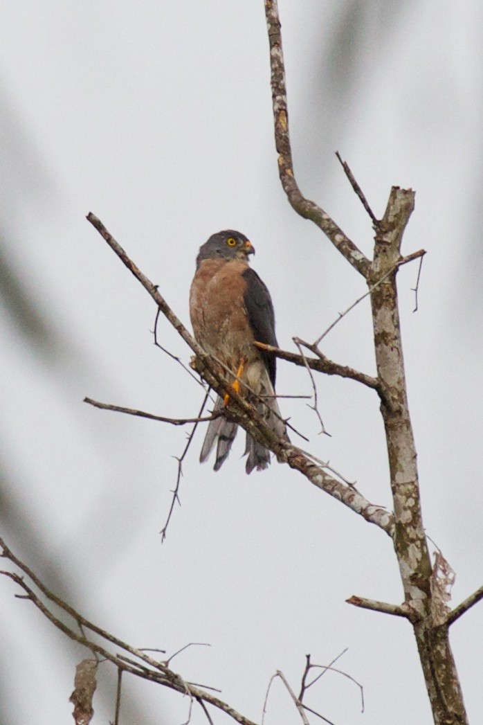 Chinese Sparrowhawk - ML242032451