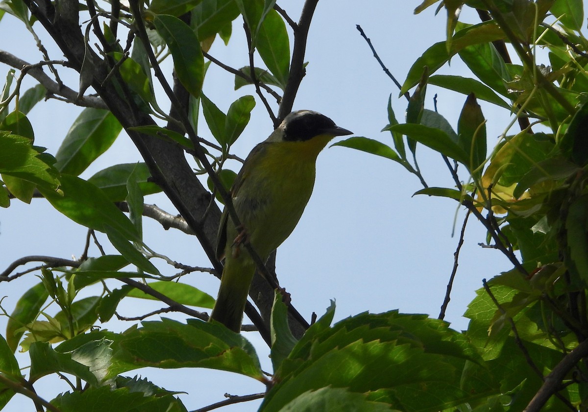 Common Yellowthroat - Indira Thirkannad