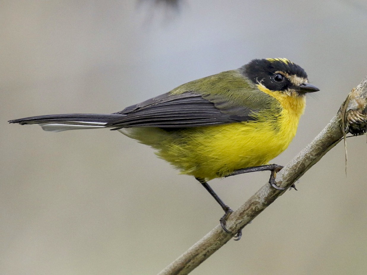 キクイタダキアメリカムシクイ Ebird