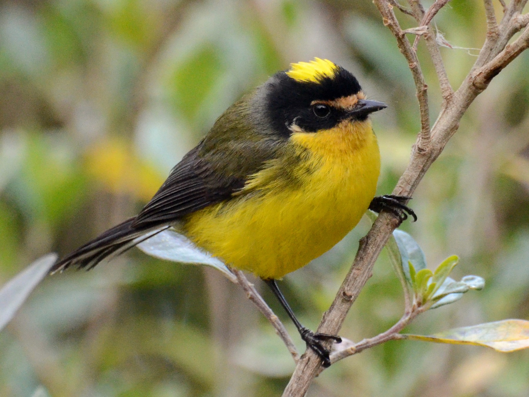 Yellow-crowned Redstart - David M. Bell