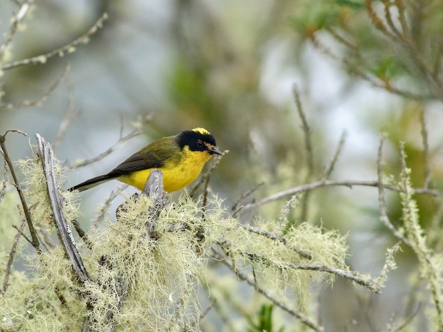 Photos - Yellow-crowned Redstart - Myioborus flavivertex - Birds of the ...