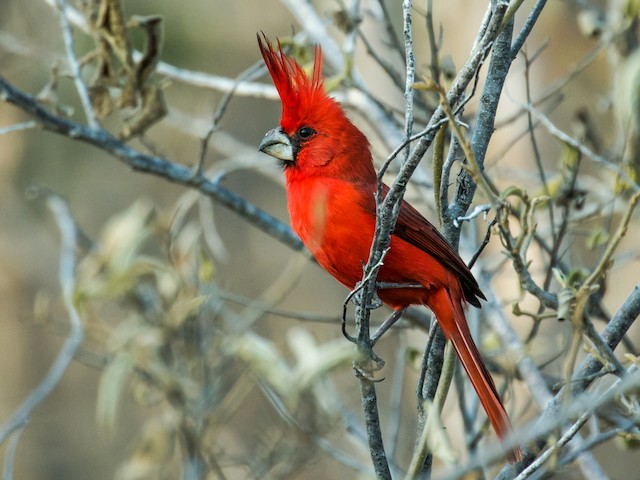  - Vermilion Cardinal - 