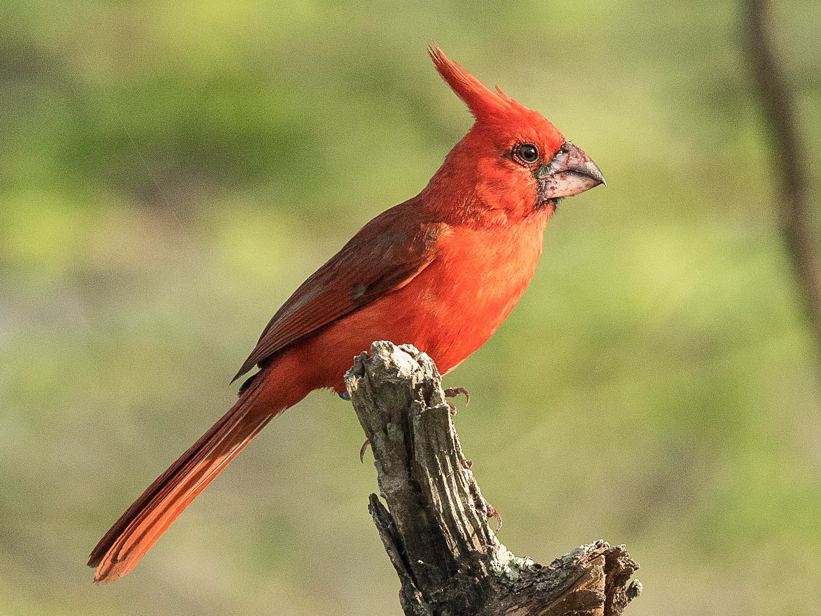 Vermilion Cardinal - Eric VanderWerf