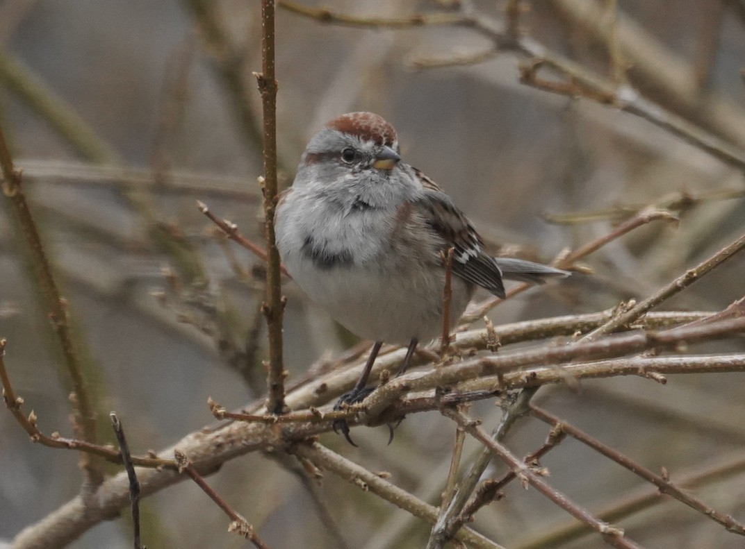 American Tree Sparrow - ML242039891
