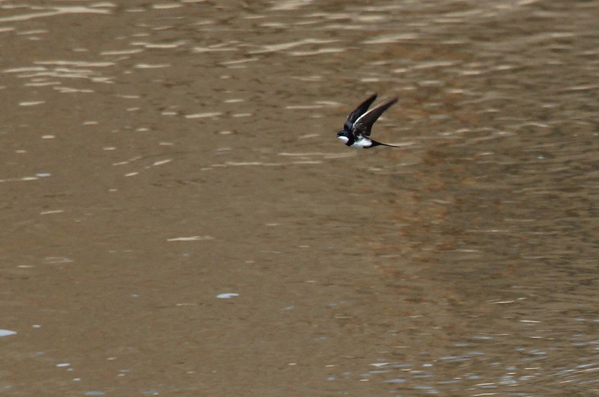 Black-collared Swallow - ML24204101