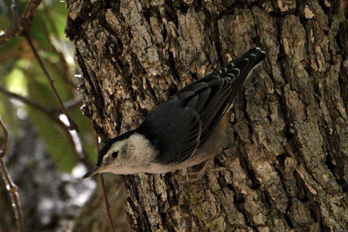 White-breasted Nuthatch (Interior West) - Tim DeJonghe