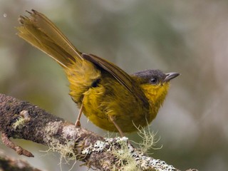  - Jhonathan Miranda - Wandering Venezuela Birding Expeditions - ML242047111
