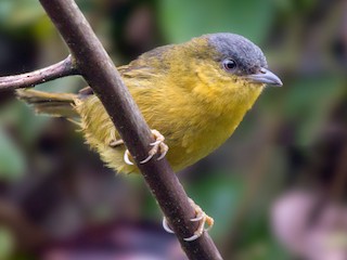  - Jhonathan Miranda - Wandering Venezuela Birding Expeditions - ML242047121