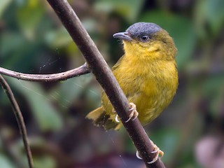  - Jhonathan Miranda - Wandering Venezuela Birding Expeditions - ML242047131