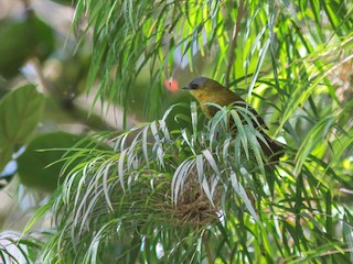  - Gray-capped Hemispingus