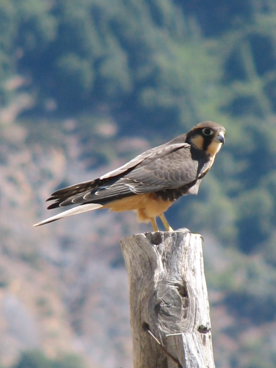 Aplomado Falcon - adriana centeno
