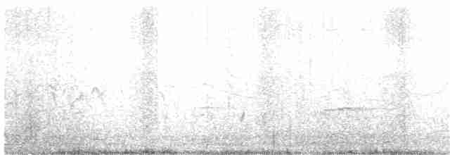 Берингийская жёлтая трясогузка - ML24204861