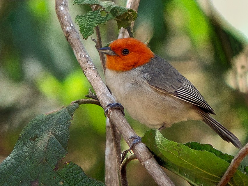 Fulvous-headed Tanager - Alfredo Rosas