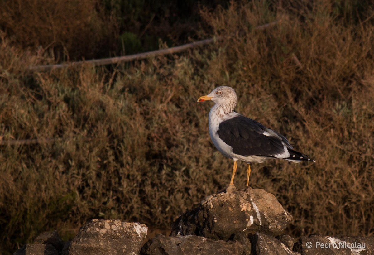 Lesser Black-backed Gull - Pedro Nicolau