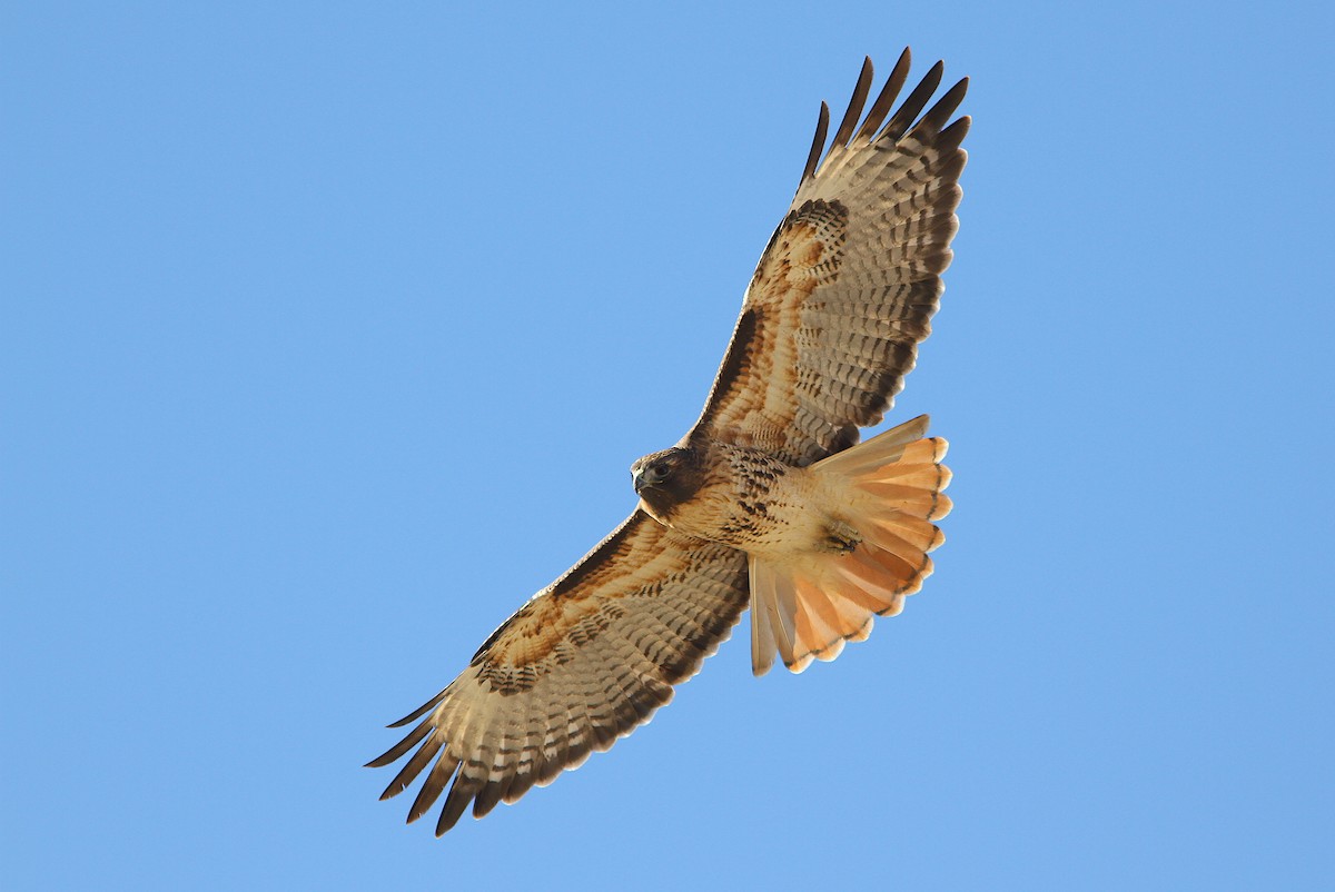 Red-tailed Hawk (calurus/alascensis)