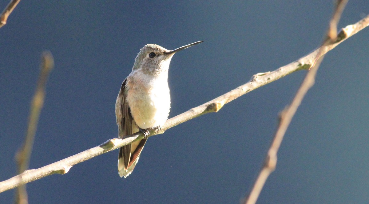 Broad-tailed Hummingbird - Eric Antonio Martinez