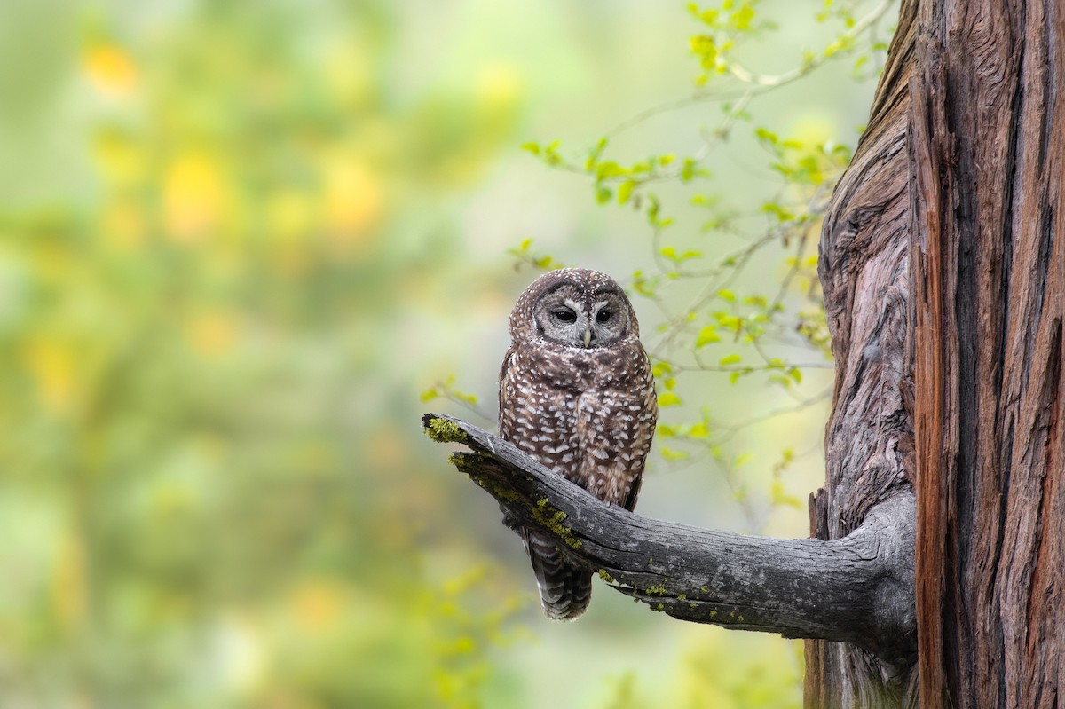 Spotted Owl - ML242056411