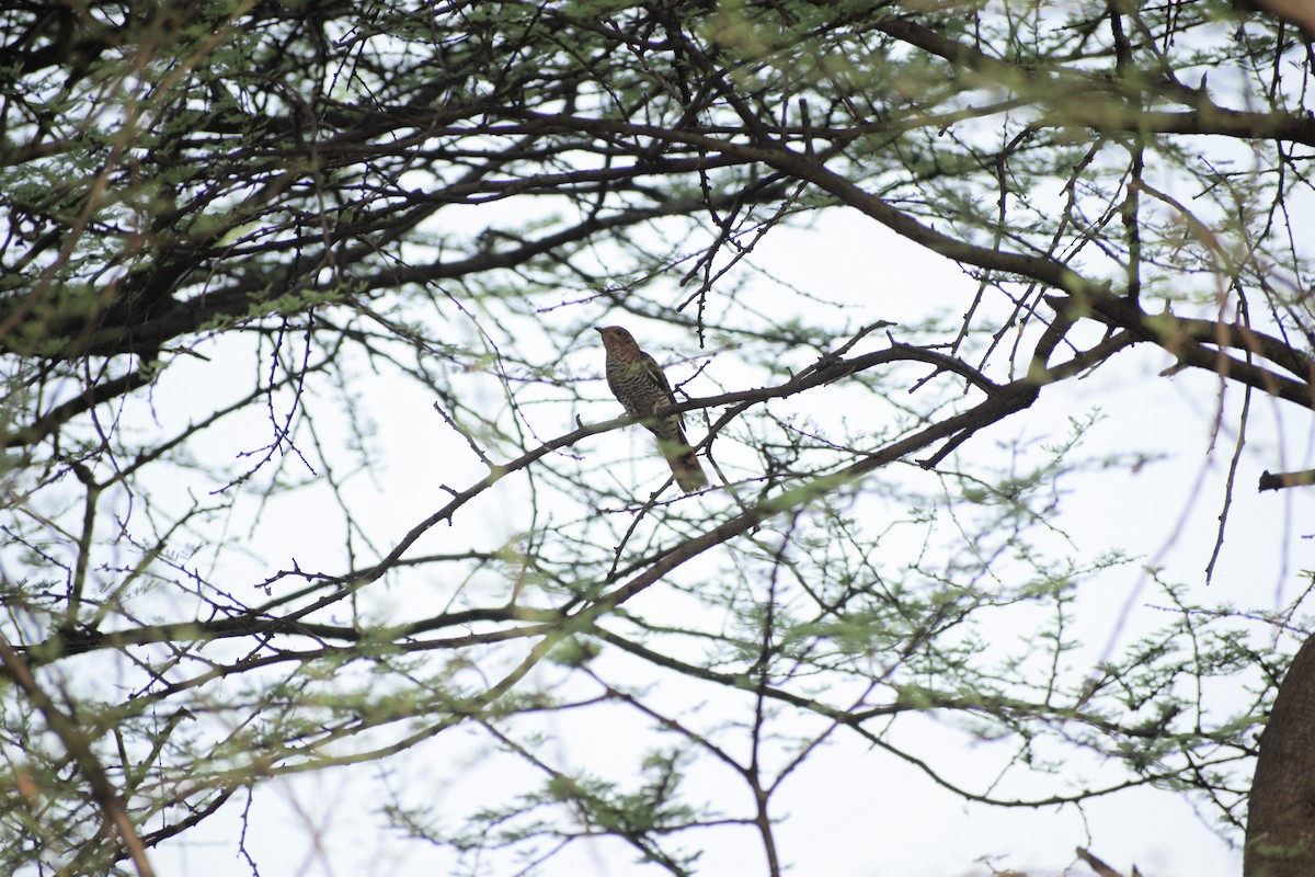 Gray-bellied Cuckoo - Sibaram Behera