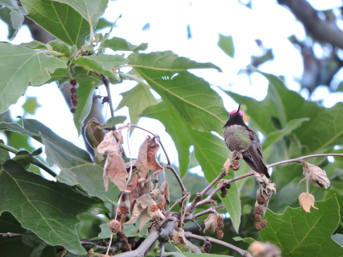 Anna's Hummingbird - ML242069411