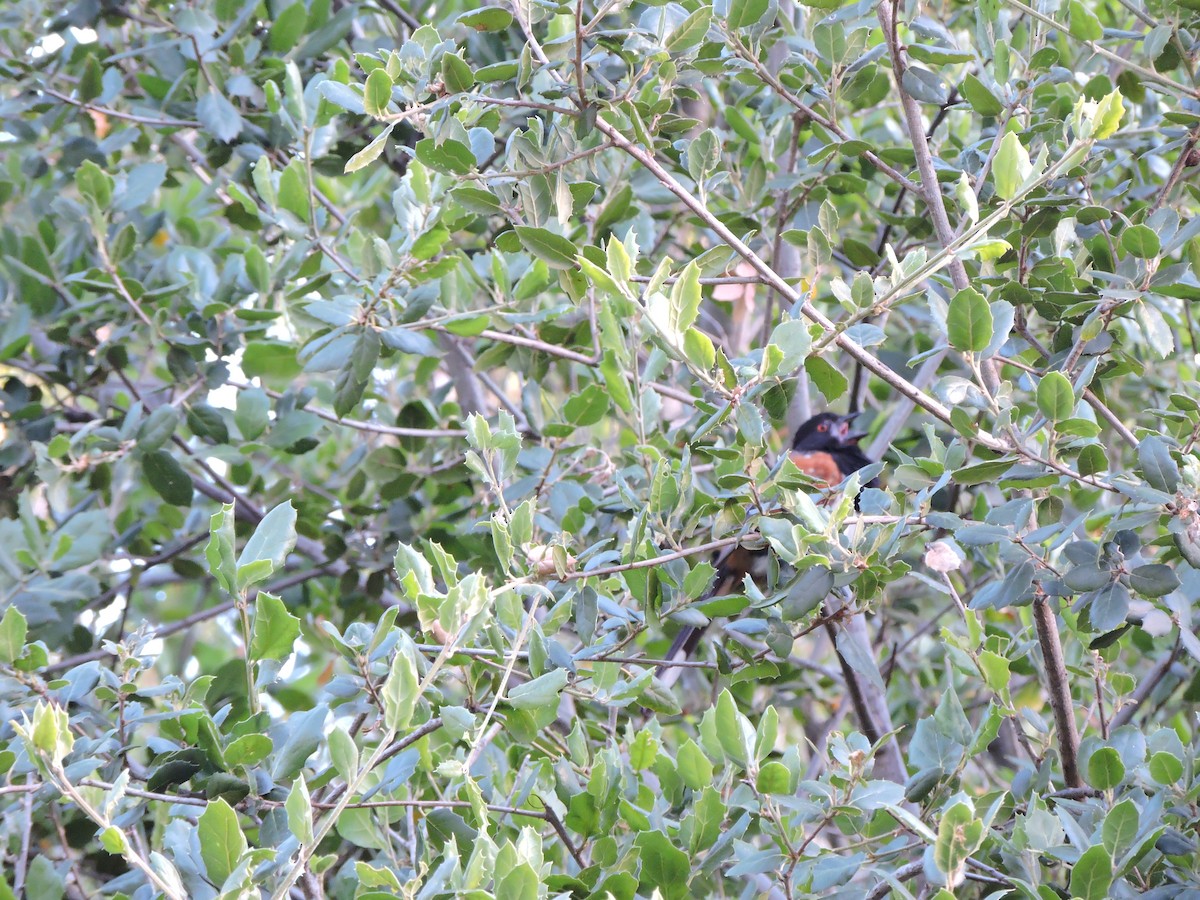 Spotted Towhee - ML242069551